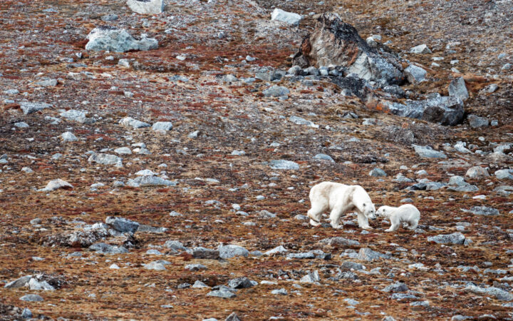 Mother & cub polar bears play atop autumnal tundra with scattered gray rocks, seen on a Svalbard In Depth cruise.