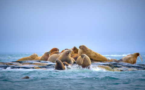Group of brown-colored walrus sit atop a small rock surrounded by calm sea under purple sky on a Svalbard In Depth cruise.