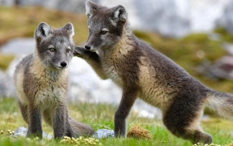 Two fox kits stand with one facing forward and the other to the side with its paw on the other's back