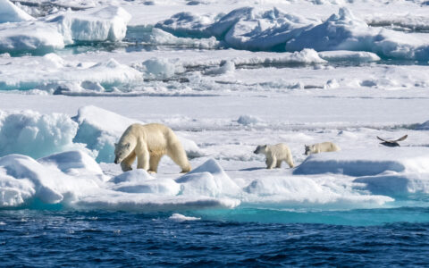 A polar bear standing on ice drinking water from aboard a Svalbard Odyssey cruise
