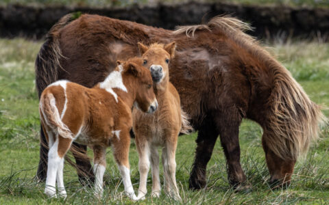 Mother Shetland pony & 2 adolescents, all with brown & white coats, graze green grass, seen on a Wild Scotland cruise.