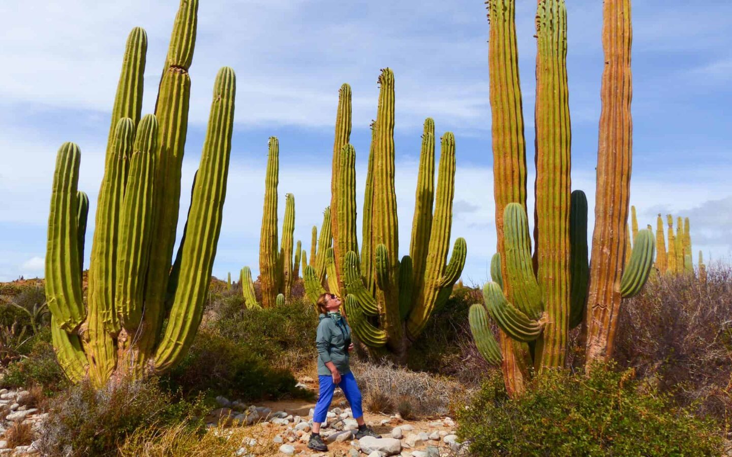 A Baja travler standing and looking up at the tall cardon cacti surrounding her.