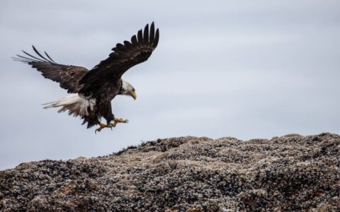 Bald eagle landing on the coast in Glacier Bay, Alaska.