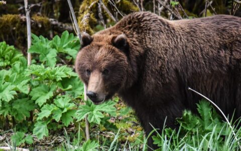 Brown bear on shoreline in Glacier Bay, Alaska