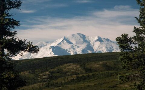 A perfect view of the white snowy Denali seen from Camp Denali and North Face Lodge, infront of the mountain range is a green hilside framed by green pine trees