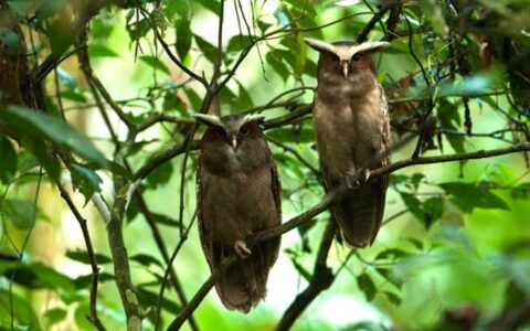 two owls sit next to each other in the jungle canopy at sacha amazon eco lodge