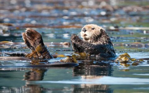 a sea otter floating on its back in glacier bay nation park alaska