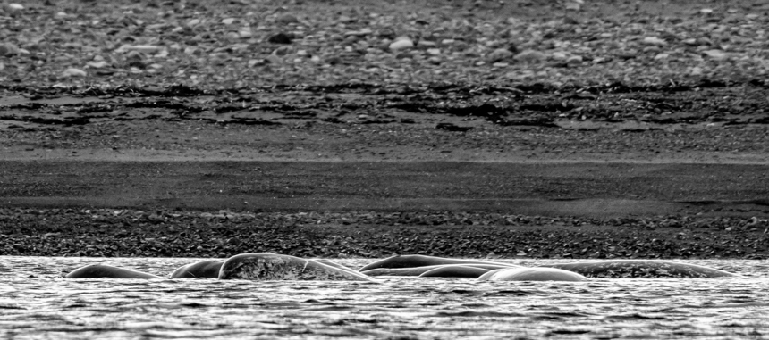 Pod of Narwhals pop their heads out off the rocky shores of the artic in black and white
