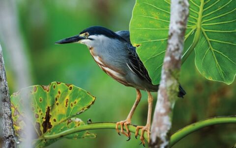 A small black and yellow bird is perched on a branch. Guests staying at the Sacha Jungle Lodge in the Ecuadorian Amazon may observe some of the 500 species of birds from the observation tower.