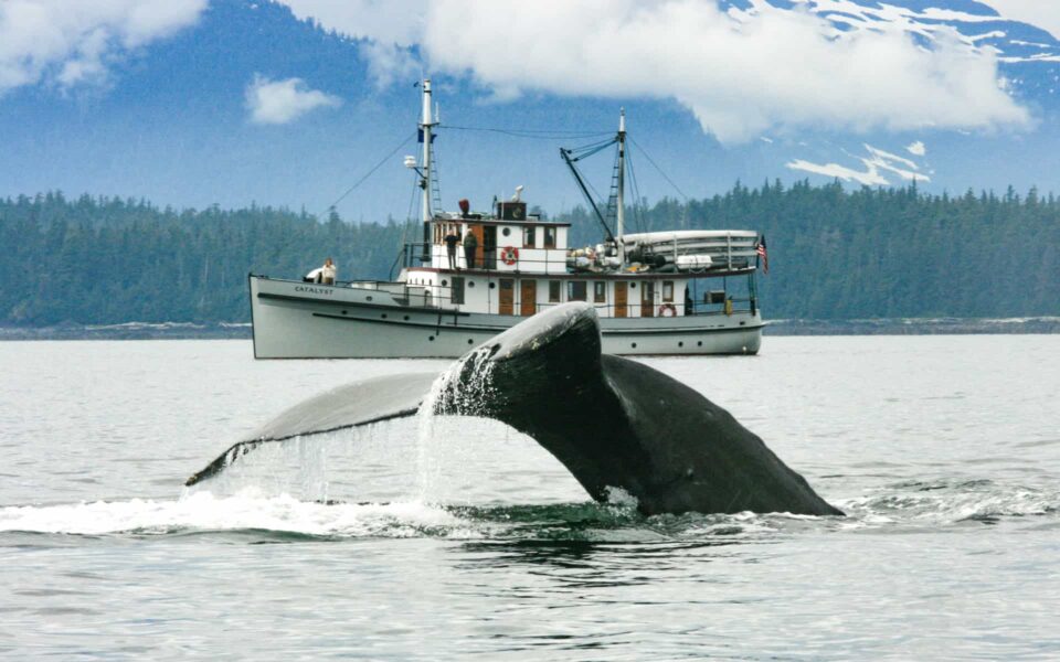 Humpback whale tail with a small Alaska cruise ship in the background on a misty grey day.