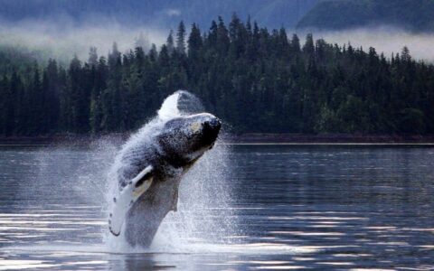 Humpback whale breaching in south east alaska