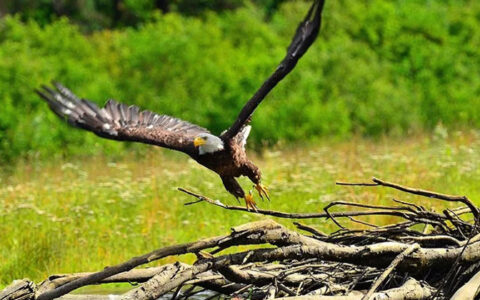 Bald eagle with white head, yellow beak & brown feathers takes flight from