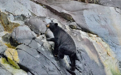 Young black bear climbs up large rocky cliff of gray stones with green lichen, seen on an Alaska Quest charter cruise.