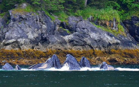 Humpback whales with dark gray skin simultaneously poke heads out of calm sea to bubblenet feed beside rocky shore in Alaska.