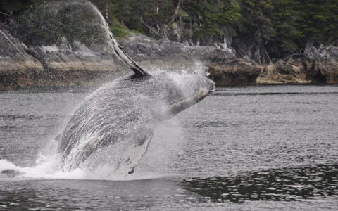 Humpback whale with gray skin leaps out of calm sea beside rocky shoreline with barnacles exposed at low tide in Alaska.