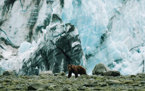 Brown bear by Lamplugh Glacier on Alaska's Inside Passage