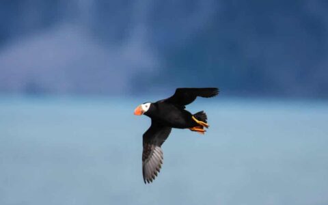 Puffin flying sighted on Inside Passage & Glacier Bay Wilderness Cruise