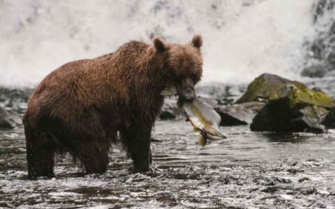 Grizzly bear stands near a waterfall & holds a fish in its mouth, seen on an Aleutian Islands cruise.