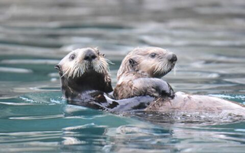 2 sea otters with tan & brown fur swim on their backs in calm teal water during an Aleutian Islands cruise.