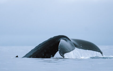Dark whale fluke seen on an Aleutian Islands cruise.