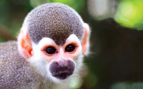 Close up of a squirrel monkeys face in brazil