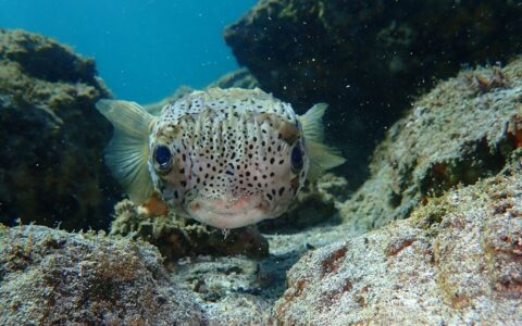 An up-close underwater photo of a puffer fish in Baja's Sea of Cortez. An off yellow fish with wide set large eyes and swollen lips covered in small brown spots.