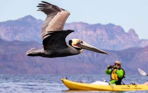 Sitting in a yellow kayak, a woman photographs a pelican flying across the ocean surface in front of her, a Baja mountain range fills the distance.