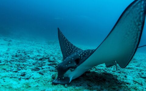 An underwater photo of a spotted eagle ray gliding through the clear teal ocean water, searching the ocean floor for food.