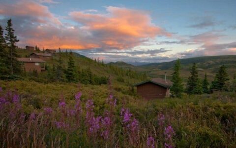 wildflowers and wooden houses at sunset on camp denali adventure land tour