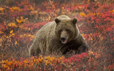Large brown grizzly bear sow forages in the colorful autumn tundra, seen on a Denali backcountry tour.
