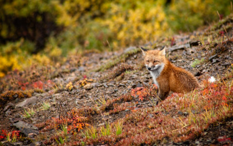 Small red fox with white chest sits in red, gold, brown & green tundra, seen on a Denali backcountry tour.