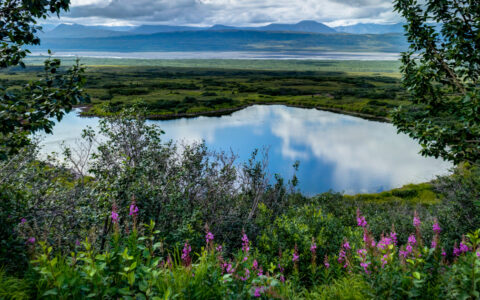 Small pond with reflection of cloudy sky surrounded by bright green grass & purple wildflowers, seen on a Denali backcountry tour.