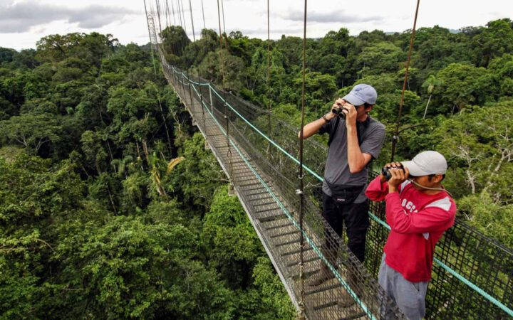2 men in active clothing & baseball caps stand on suspended wood bridge & look through binoculars at the rainforest below.