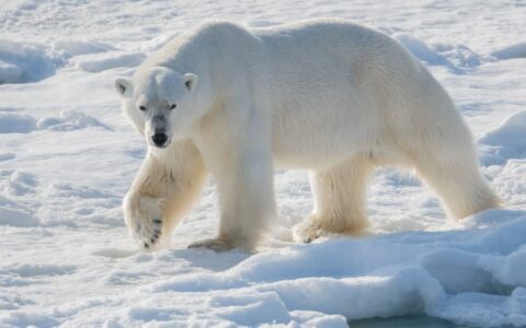 Large polar bear lifts a front paw and stares while walking over snow & ice, seen during an Arctic cruise in Canada.