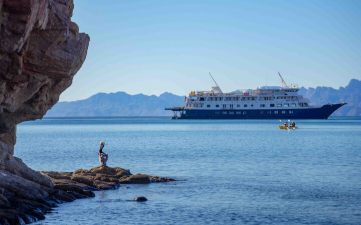 Pelican sits on a rock while tandem kayakers paddle with a blue & white small ship in the background in Baja California.