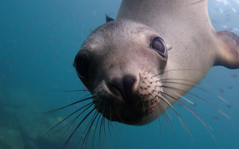 Gray sea lion with long whiskers looks at the camera underwater, seen on Gulf of California cruises by small ship.