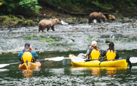 Three yellow kayaks stopped to photograph three bears off in the distance, taking in the magical moment