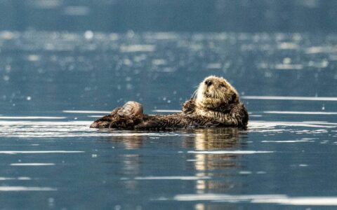 Sea Otter floating on its back in Alaska.