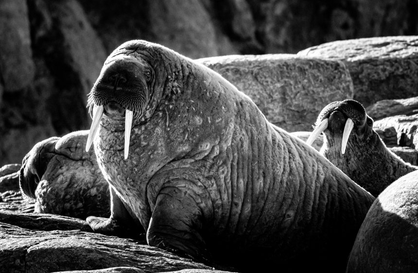 A group of walruses, some with large tusks, are resting on a rocky shore.