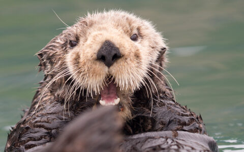 A close up portait of a tan and brown furry otter in alaska with a surprise expression and long white whisters,