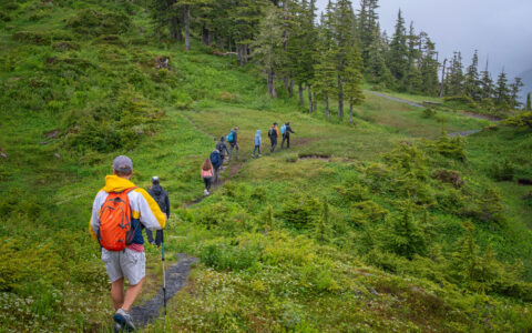 Hikers walking in a line through the grassy hills of alaska with tall pine trees in the distance