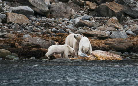 Mother polar bear & 2 cubs, all in white fur, stand on shoreline & eat off a rock with gray & brown boulders behind in the Arctic,