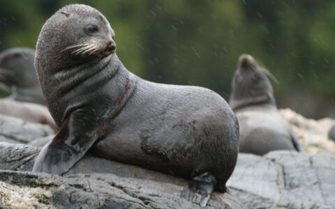 Young sea lion with gray fur sits among siblings on a rocky outcrop on a rainy day in New Zealand.