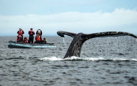 Travelers wearing red life jackets aboard a black inflatable skiff boat, watch and photograph a whale fluke.