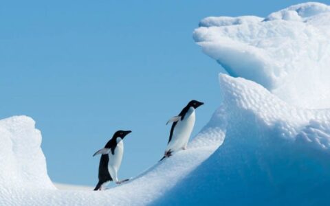 Two penguins walk through snowy drifts on a blue sky day in antarctica