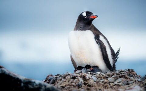 Gentoo penguin sitting atop a rocky nest with babies peeking out spotted during an Antarctica small ship expedition.