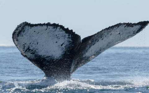 Black-and-white whale tail just above Antarctic waters on a sunny day.