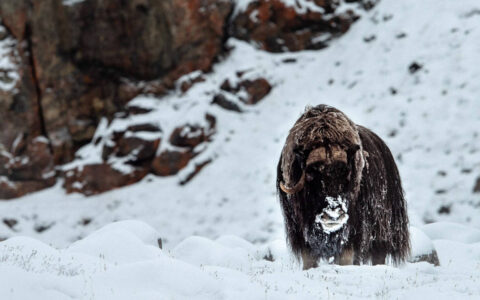 A muskox standing in the snow beside dark cliffs above, seen during The Northwest Passage Canadian High Arctic voyage.