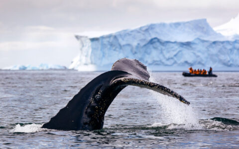 Large whale tail coming out of water with zodiac and Antarctica icebergs behind it