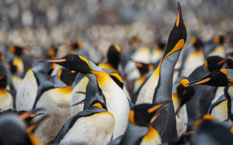 Hundreds of king penuins with white bellies, orange necks & beaks & black heads stand together on a South Georgia Air Cruise.